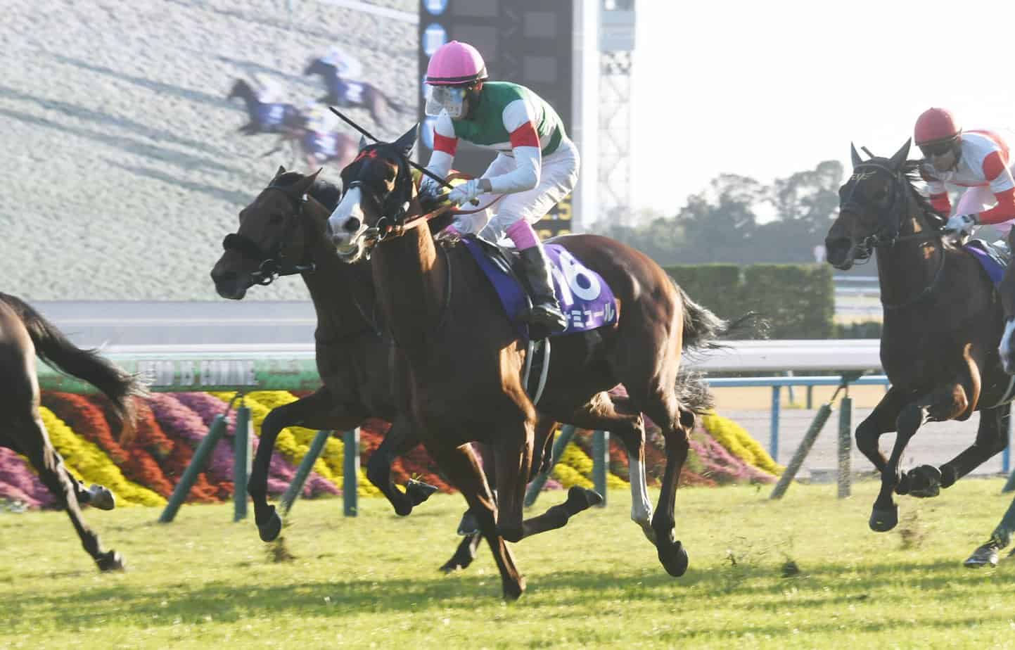 2023 Japan Cup Preview and Free Pick